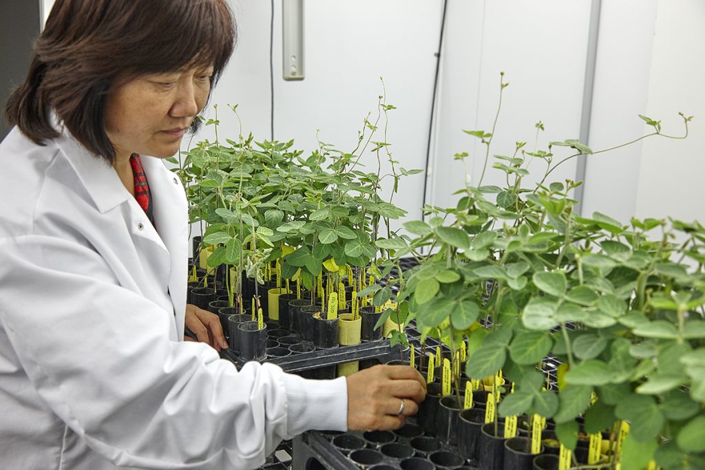 Scientist looking at crop inside greenhouse