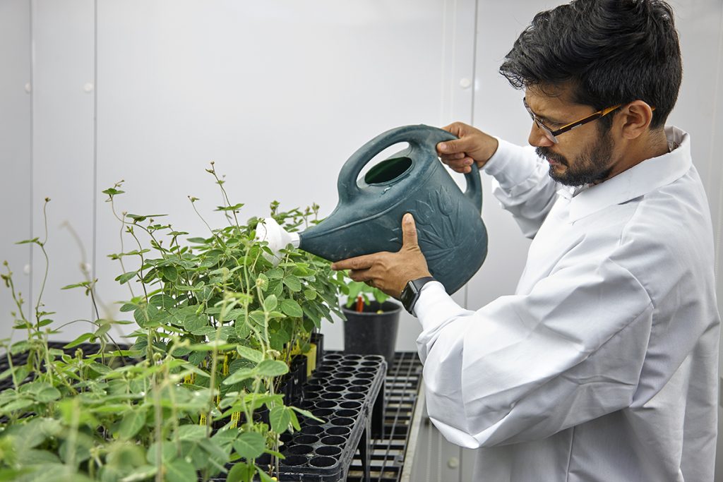 Scientist watering crop inside greenhouse